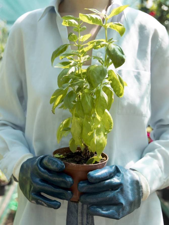 woman-working-her-sustainable-greenhouse